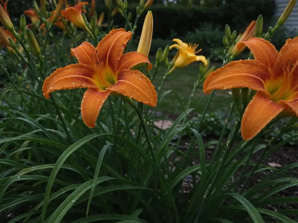 Orange and yellow daylilies