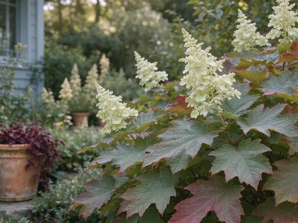Oakleaf hydrangea with white panicles and burgundy leaves